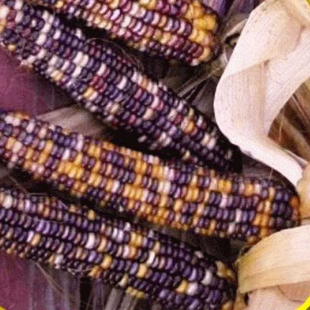 Everwilde Farms Mylar 50 Organic Hopi Blue Improved Ornamental Corn Seeds